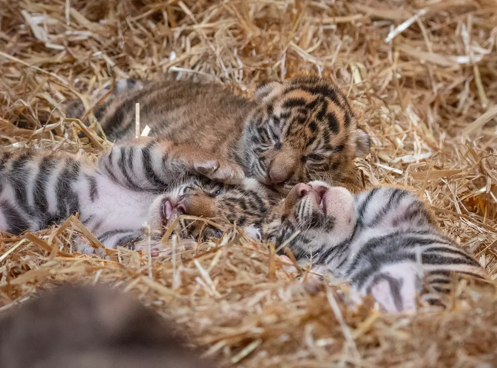 Baby cubs hot sale